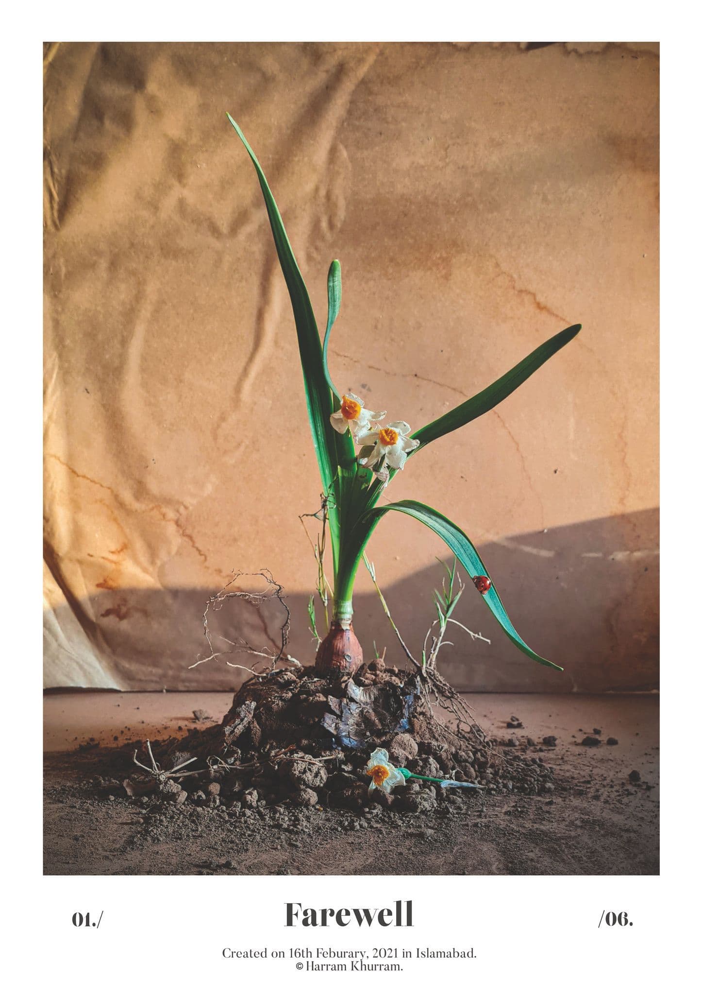Flora Fauna and Merryweather — photograph 04